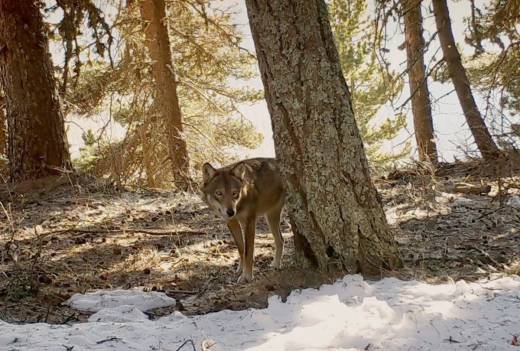 In marcia coi lupi, Jean-Michel Bertrand
